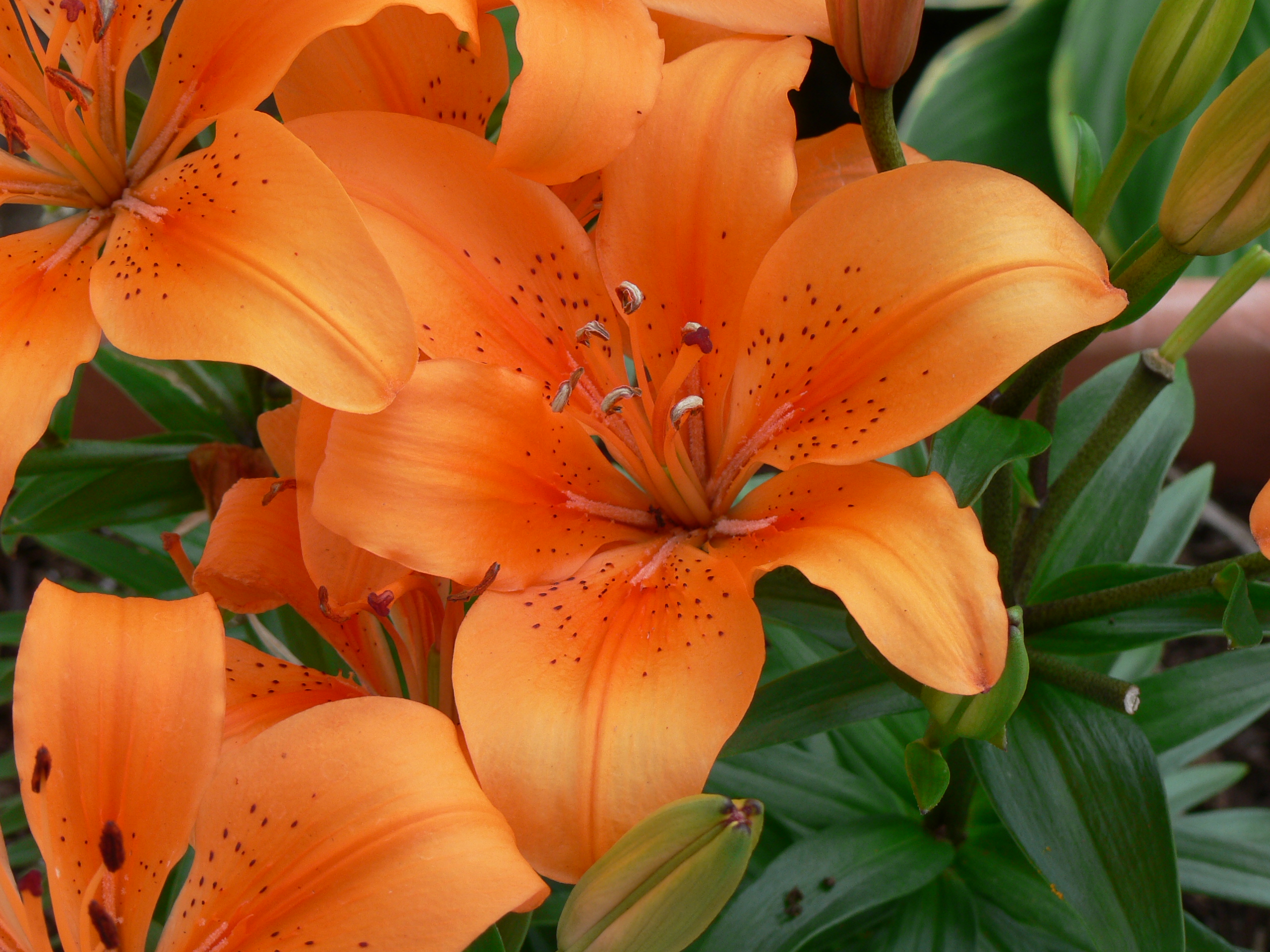 Deep Orange Asiatic Lily