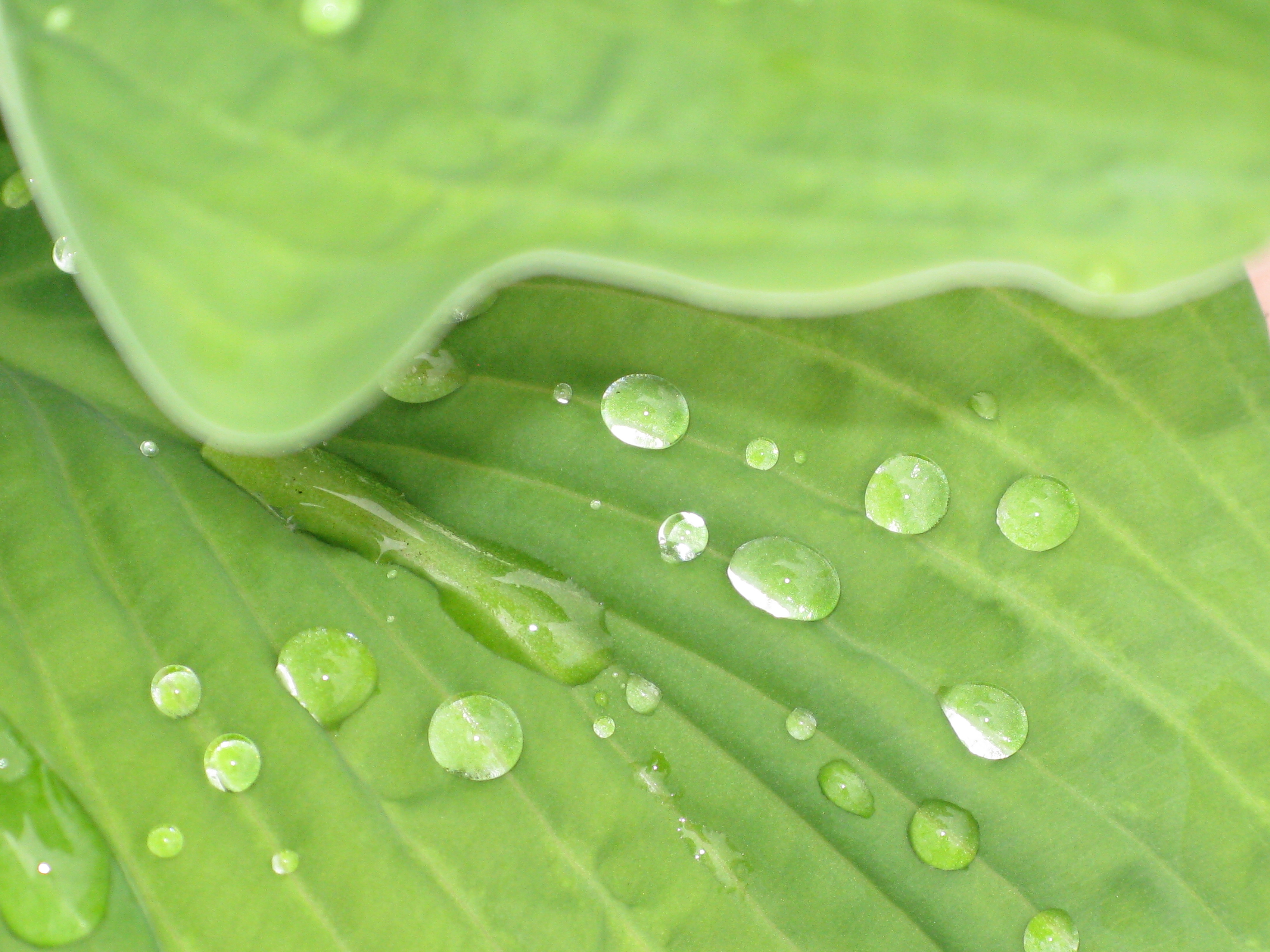 Water drops on Hostas leaves